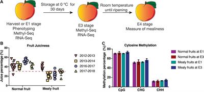 Identification of DNA Methylation and Transcriptomic Profiles Associated With Fruit Mealiness in Prunus persica (L.) Batsch